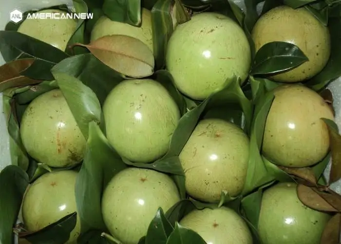 Quy định về xuất khẩu trái cây ở Việt Nam
